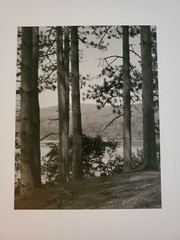 TREES WATER LARGE ORIGINAL SIGNED ART PHOTO B&W STETTNER VTG MATTE NJ CAMERA