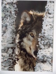 WOLF PHOTOGRAPH BY WARREN MAGILL LIMITED EDITION 20″ X 16″