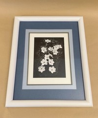 ANSEL ADAMS Dogwood Yosemite Special Edition Gelatin Silver Print Matted Only