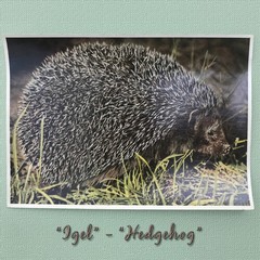 1937 PHOTO COLLECTION- “WILD ANIMALS FROM THE FOREST AND MEADOWS“ FROM GERMANY
