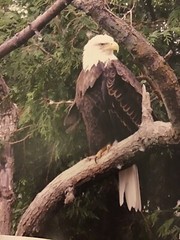 Photo of Eagle In A Tree 14 x 11 inches on Photo Paper Signed 03-01-2010
