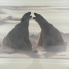 Thomas D. Mangelsen WIND SONG Polar Bears Hudson Bay Photograph 20″x30″ 428/1200