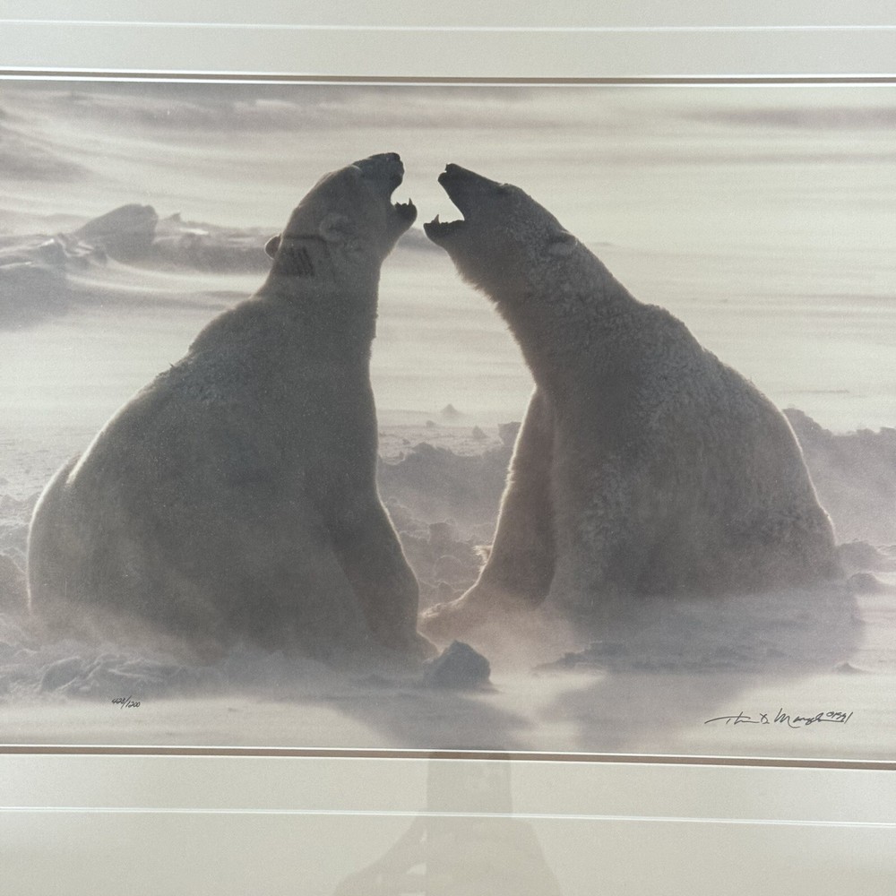 Thomas D. Mangelsen WIND SONG Polar Bears Hudson Bay Photograph 20″x30″ 428/1200