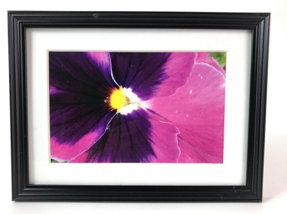 «PURPLE PANSY», 4×6 » MATTED AND FRAMED PHOTO PRINT, READY TO HANG, GREAT GIFT!