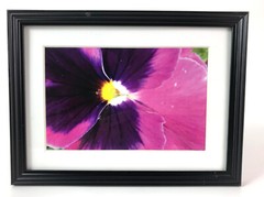 «PURPLE PANSY», 4×6 » MATTED AND FRAMED PHOTO PRINT, READY TO HANG, GREAT GIFT!