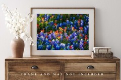 Bluebonnets Photography Print Wildflower Picture Texas Photo Nature Decor