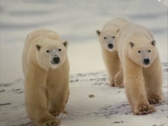 Polar Bear Nature Signed Limited Edition Framed Art Print