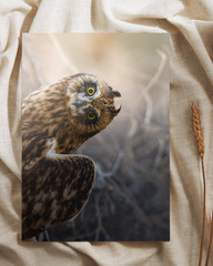 Juvenile Short Eared Owl Fine Art Print
