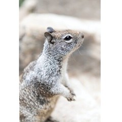 Cute Squirrel Close Up Photo Wall Print, Wildlife Nature Photography Yosemite NP