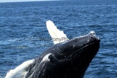 Whales or Dolphins Photo, Pick One Image – Various Sizes