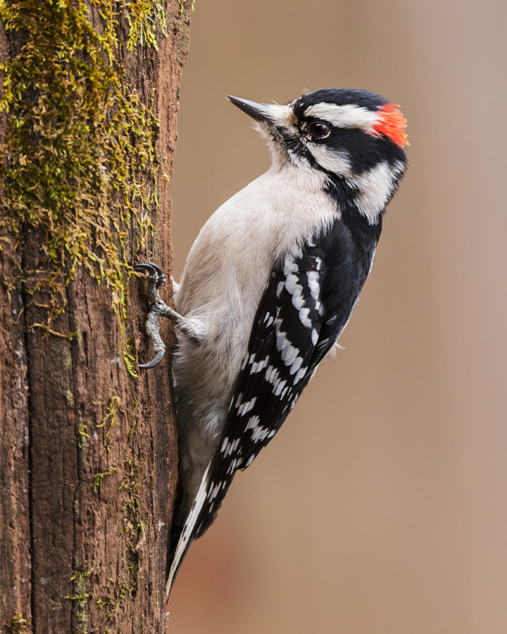 Male Downy Woodpecker 8×10 Photograph Print 8″x10″