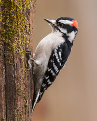 Male Downy Woodpecker 8×10 Photograph Print 8″x10″