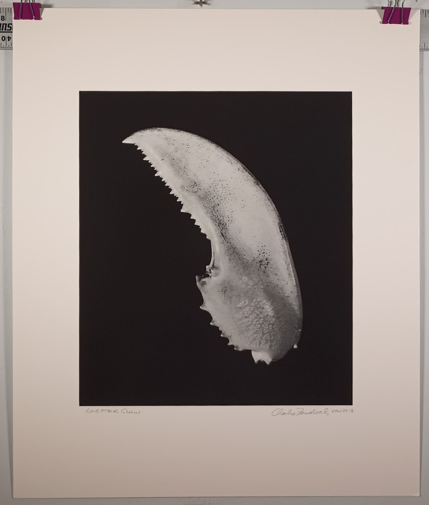 Stunning Large Format B&W Photograph «Lobster Claw» by Charles Fendrock Listed