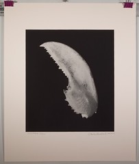 Stunning Large Format B&W Photograph «Lobster Claw» by Charles Fendrock Listed
