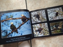 🦅 “The Majestic Eagles of Peachtree City” – Stunning Bald Eagle Photography 🦅