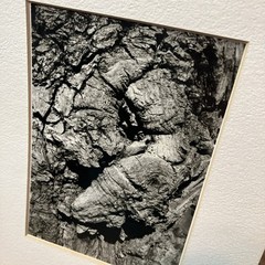 VTG Original Artwork Photography Modernist Black White Tree Bark Signed Soprano