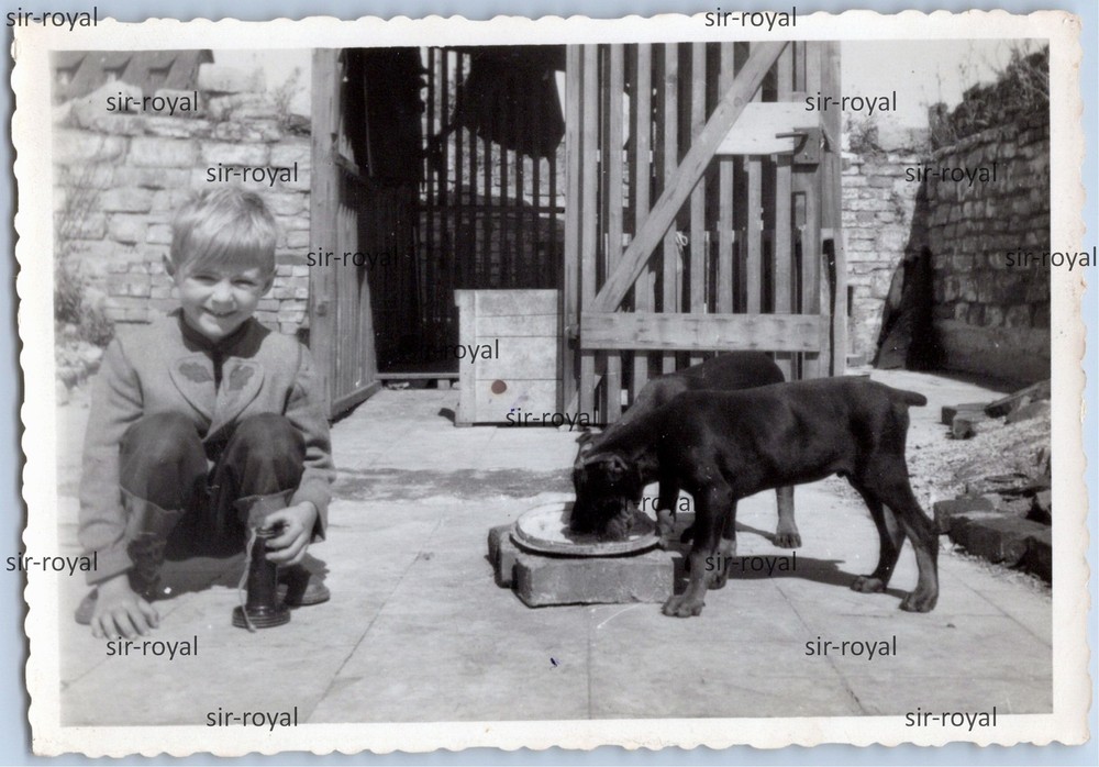 Blonde Boy Jochen 1957 Next to Two Feeding Dogs – 1950s – Photo 10x7cm