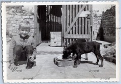 Blonde Boy Jochen 1957 Next to Two Feeding Dogs – 1950s – Photo 10x7cm