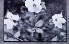 Vintage Karl Bonfert Signed Black and White Photograph Dogwood Yosemite 11 x 14″