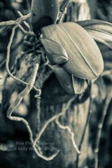 KELLY WILLIAM WRIGHT Botanical Orchid Flower Zen Garden Original Photo Art 13×19