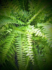 Fern Photo Artworks