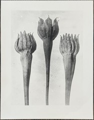 Karl Blossfeldt, lamb salad, photograph from estate, stylus art 2016