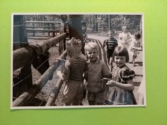 Altes Foto antik Jungen Pimpfe Mädchen Zoo Tierpark Girls Boys animal old Photo