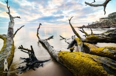 Boneyard Beach, Big Talbot Island, Florida Driftwood Décor, Coastal Photography