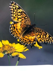 H Eric Olsen Monarch Butterfly Texas Wildlife Art Photo Print
