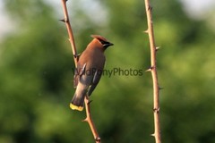 Cedar Waxwing Photo, Pick One Image – Various Sizes