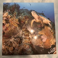 Craig Dietrich turtle & lobster Underwater Photography & Metal Art Fish Signed