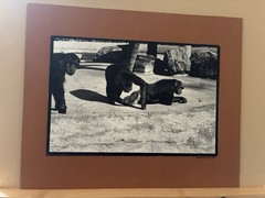 Chimpanzees Gelatin Silver Photograph Neal White Vintage 1970s Original Print