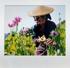 Lam Duc Hien Laos Région du triangle Flowers Asia Nature YellowKorner Photograph