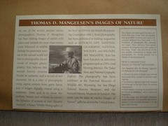 Thomas Mangelsen «Mother’s Love Mountain Lions» Out of Print, Original Signed