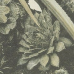 Vintage Lg Garden, Pineapple, Cactus Photo Print Repro. Print, Neutral Colors