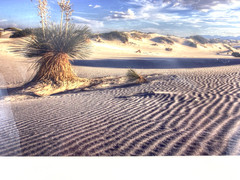 Professional Photograph Art Print White Sands, NM Matted Signed