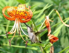 Digital Image Picture Pic Wallpaper Background /Hummingbird/Real JPEG Photo
