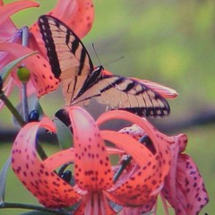 Eastern Tiger Swallowtail Butterfly Mounted 8 x 10 Color Photo by Shirley Strom