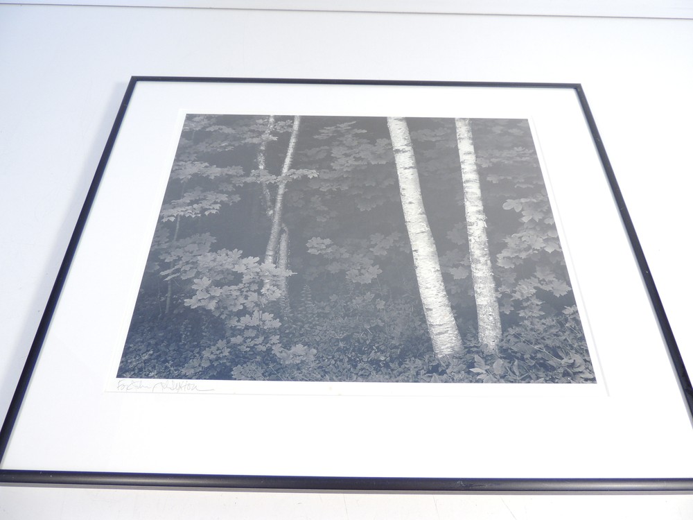 John Sexton Birch Trees 1981 Photograph Print Black & White 9.75″x12.25″ Framed