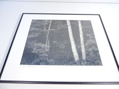John Sexton Birch Trees 1981 Photograph Print Black & White 9.75″x12.25″ Framed