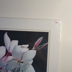 Gaura V by Duke PatDuke and Pat Brown Signed Matted Macro Botanical Flower Photo