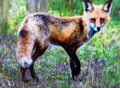 “Smart As A Fox,” Photograph, 12×15”