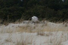 Snowy Owl Photo, Pick One Image – Various Sizes