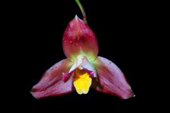 Orchid flower nature limited edition Fine Art Photography