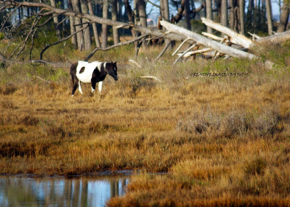 » An Oreo in the Swamp» Wall Art