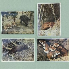 1937 PHOTO COLLECTION- “WILD ANIMALS FROM THE FOREST AND MEADOWS“ FROM GERMANY