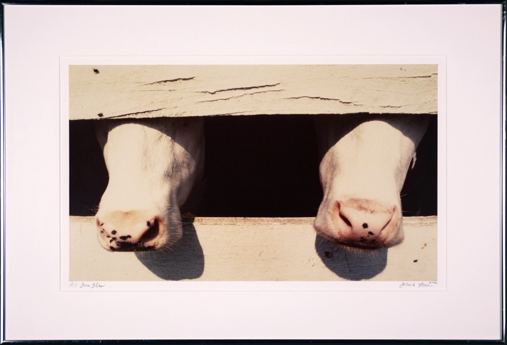 David SOSE «4 Flies», Cows, Fine Art Photography Signed Numbered Framed — AP