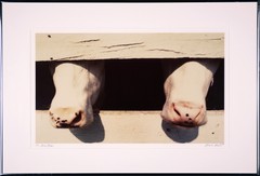 David SOSE «4 Flies», Cows, Fine Art Photography Signed Numbered Framed — AP