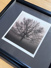 Richard Calvo “Awakening” Original Tree Photography Print