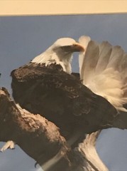 American Bald Eagle Preening – Matted for 11″ x 14″ Signed David Z Guy